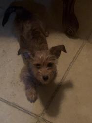 Lost Male Dog last seen Golf Center, Hopi park, Indio, CA 92203
