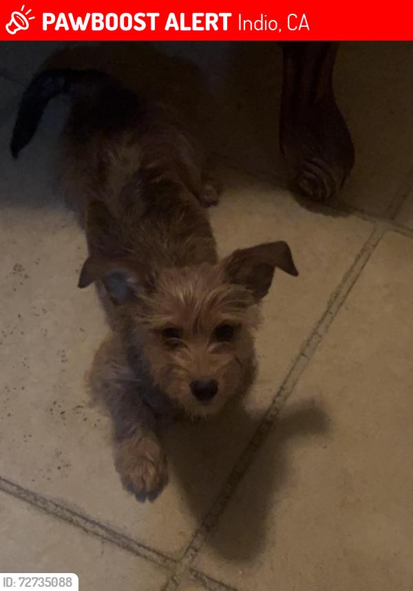 Lost Male Dog last seen Golf Center, Hopi park, Indio, CA 92203