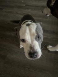 Found/Stray Female Dog last seen Near Maplegate dr, Spring, TX 77373