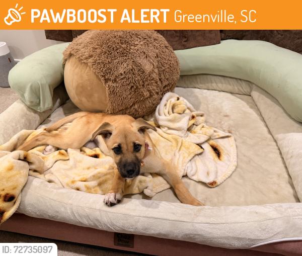 Found/Stray Female Dog last seen Ackley and Maco Terr , Greenville, SC 29607