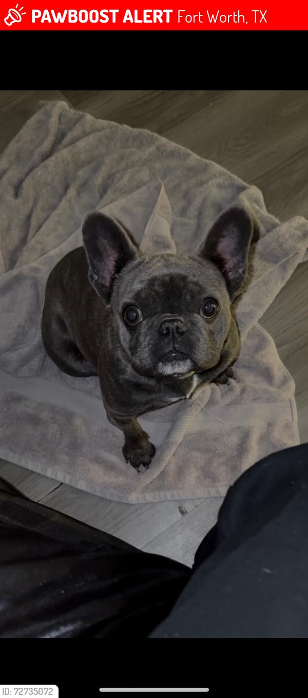 Lost Female Dog last seen W everman pkwy, Fort Worth, TX 76134