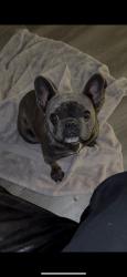 Lost Female Dog last seen W everman pkwy, Fort Worth, TX 76134