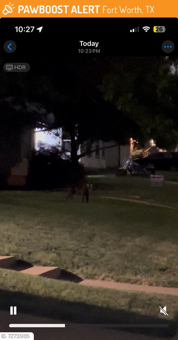 Found/Stray Unknown Dog last seen Wabash Ave, Fort Worth, TX 76133