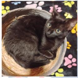 Lost Female Cat last seen Near street and Roosevelt ave, Queens, NY 11377