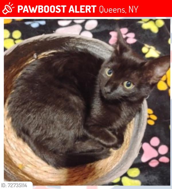 Lost Female Cat last seen Near street and Roosevelt ave, Queens, NY 11377