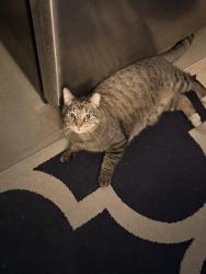 Lost Male Cat last seen S Second Ave, Yuma, AZ 85364