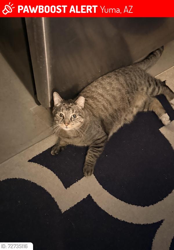 Lost Male Cat last seen S Second Ave, Yuma, AZ 85364