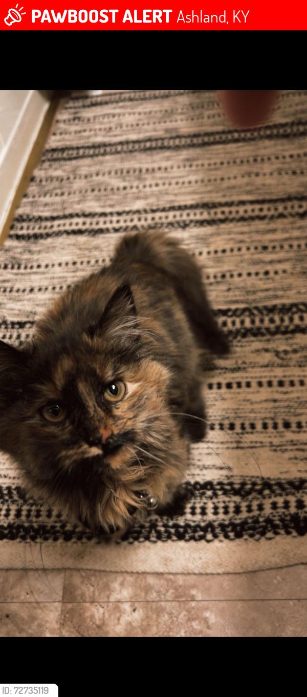 Lost Female Cat last seen 13th and Ramey st by ACTC , Ashland, KY 41101