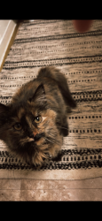 Lost Female Cat last seen 13th and Ramey st by ACTC , Ashland, KY 41101