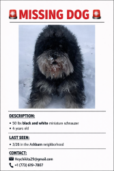 Lost Male Dog last seen Tall poll thing on Kedzie , Chicago, IL 60652