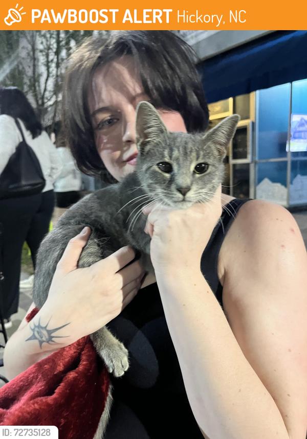 Found/Stray Female Cat last seen 9th st Dr NE and 16th st NE, Hickory, NC 28601