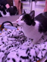 Found/Stray Unknown Cat last seen 40th and Florist Ave., Milwaukee, WI 53209