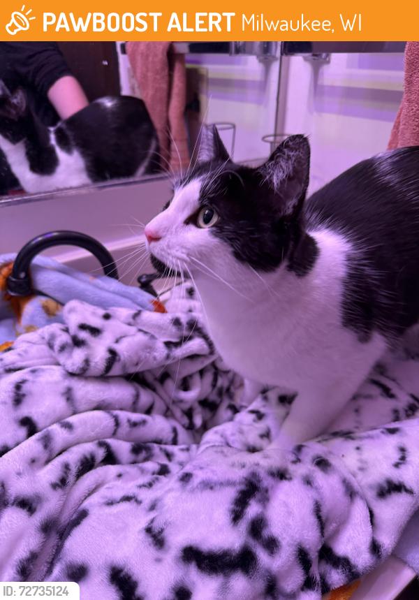 Found/Stray Unknown Cat last seen 40th and Florist Ave., Milwaukee, WI 53209
