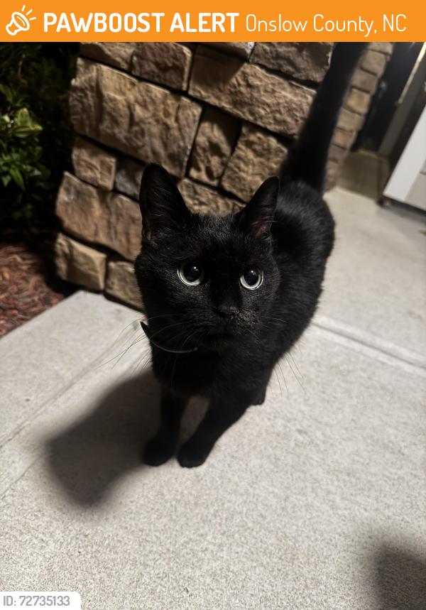 Found/Stray Unknown Cat last seen Mimosa Bay Sneads Ferry Nc, Onslow County, NC 28460