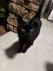Found/Stray Unknown Cat last seen Mimosa Bay Sneads Ferry Nc, Onslow County, NC 28460