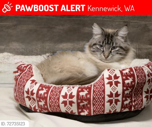 Lost Male Cat last seen S Anderson st, w sixth ave, w forth pl we have a circle k close too , Kennewick, WA 99336