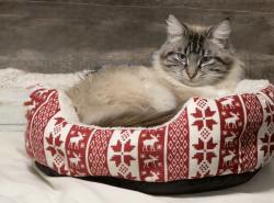 Lost Male Cat last seen S Anderson st, w sixth ave, w forth pl we have a circle k close too , Kennewick, WA 99336