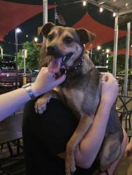 Found/Stray Male Dog last seen Mike's hole in the wall , Chattanooga, TN 37405