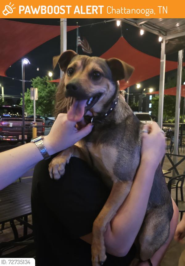 Found/Stray Male Dog last seen Mike's hole in the wall , Chattanooga, TN 37405