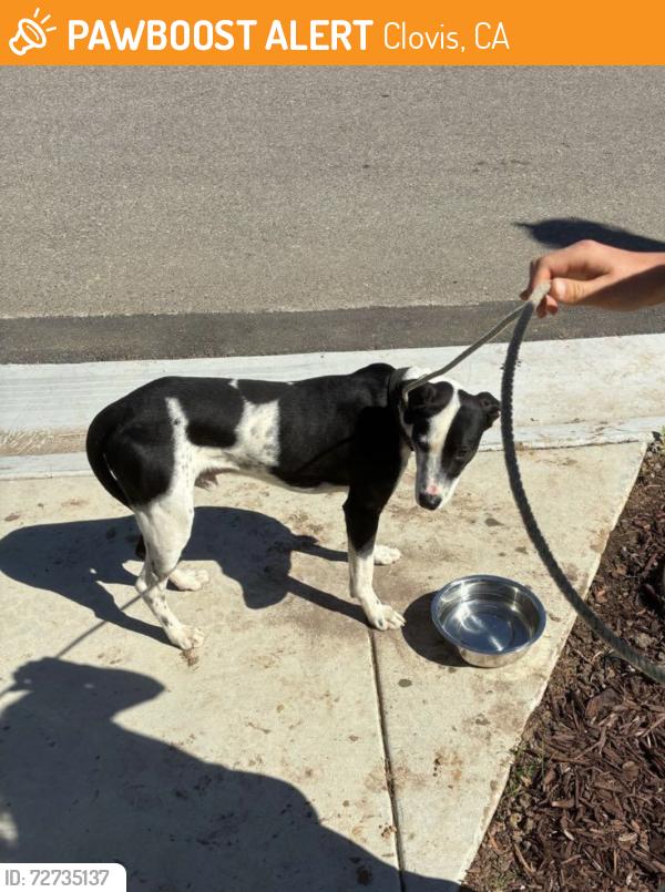 Found/Stray Male Dog last seen Temperance & Shepherd, Clovis, CA 93619