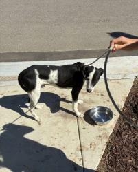 Found/Stray Male Dog last seen Temperance & Shepherd, Clovis, CA 93619