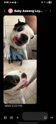 Lost Female Dog last seen Camino Al Norte and Centennial, North Las Vegas, NV 89031
