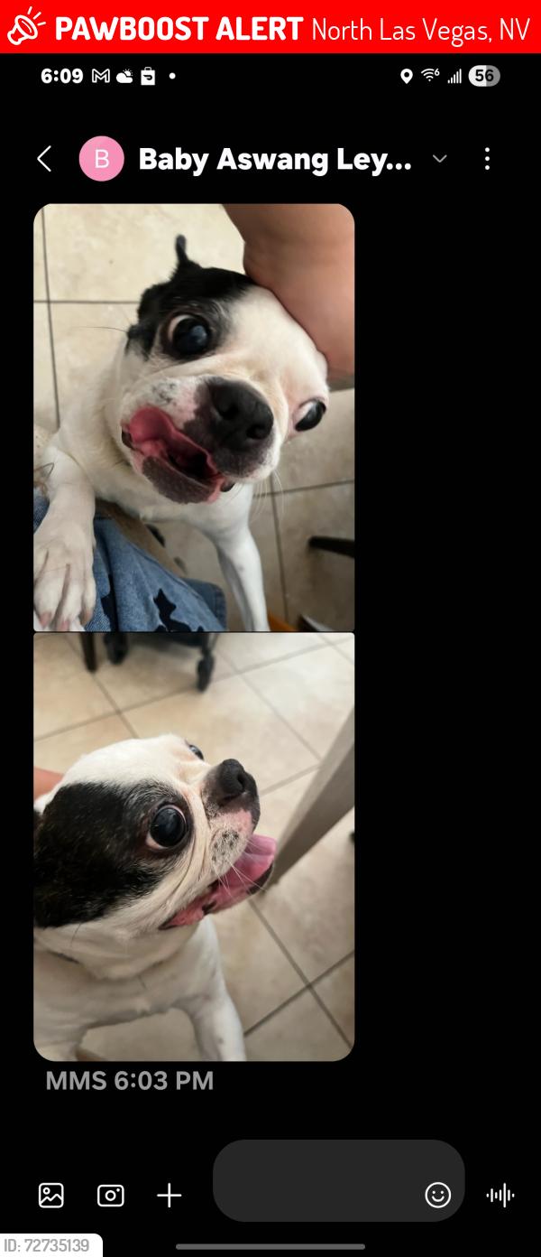 Lost Female Dog last seen Camino Al Norte and Centennial, North Las Vegas, NV 89031