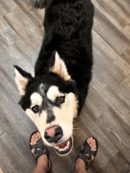Found/Stray Male Dog last seen near fishburn elementary and 57th st, Maywood, CA 90270