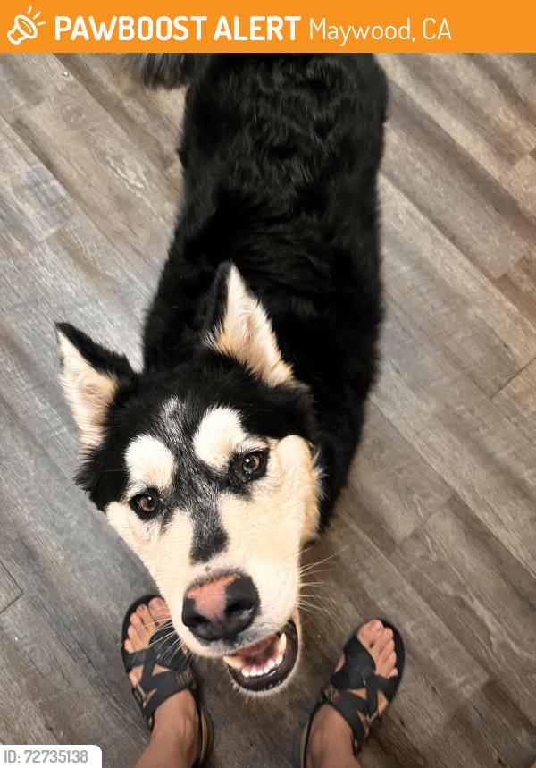 Found/Stray Male Dog last seen near fishburn elementary and 57th st, Maywood, CA 90270