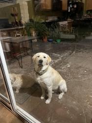 Lost Male Dog last seen Pear and Myrtle , Fontana, CA 92337