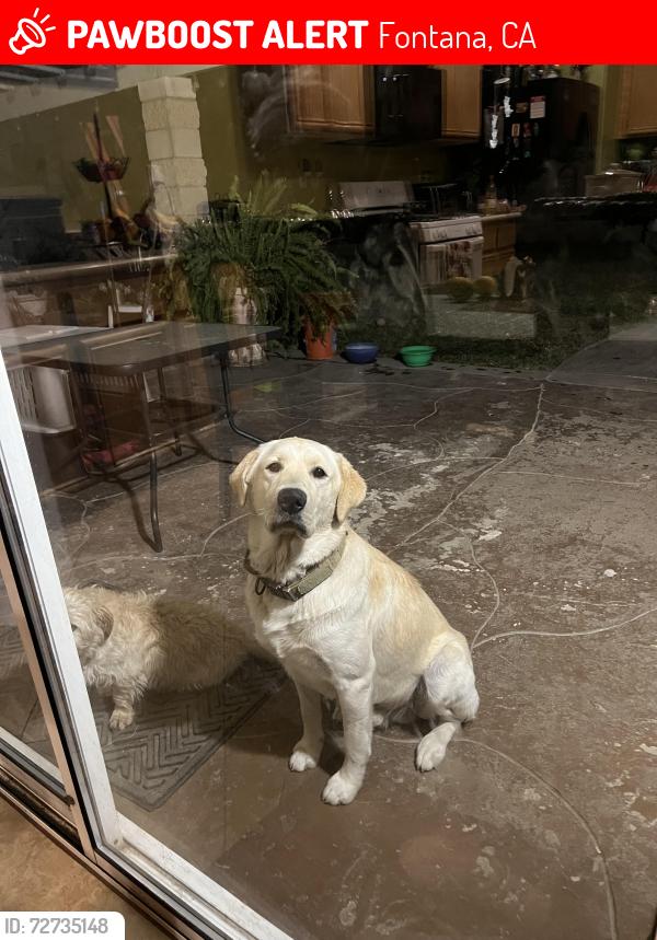 Lost Male Dog last seen Pear and Myrtle , Fontana, CA 92337