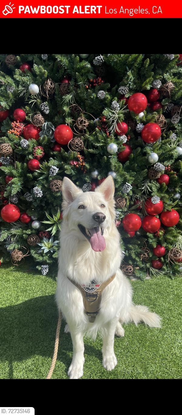 Lost Male Dog last seen Chase street & woodman, Los Angeles, CA 91402