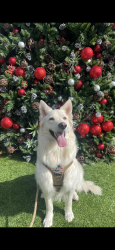 Lost Male Dog last seen Chase street & woodman, Los Angeles, CA 91402