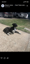 Found/Stray Female Dog last seen 31st and 169, Tulsa, OK 74101