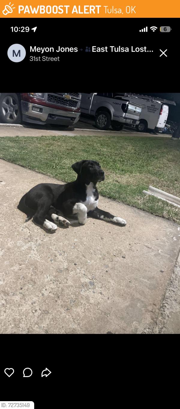 Found/Stray Female Dog last seen 31st and 169, Tulsa, OK 74101
