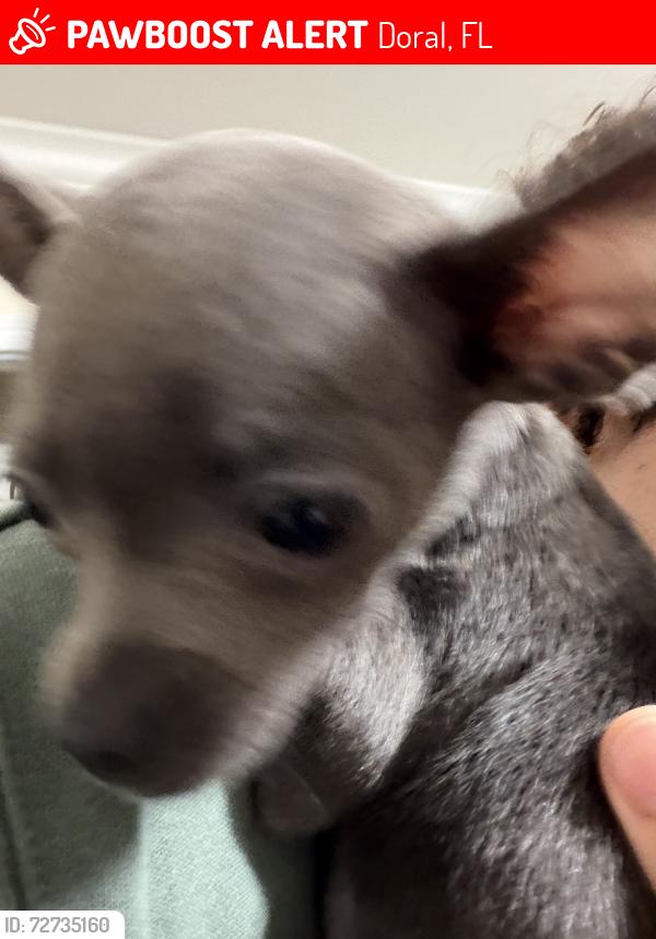 Lost Female Dog last seen Near the Jackson hosp., Doral, FL 33122