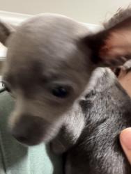 Lost Female Dog last seen Near the Jackson hosp., Doral, FL 33122