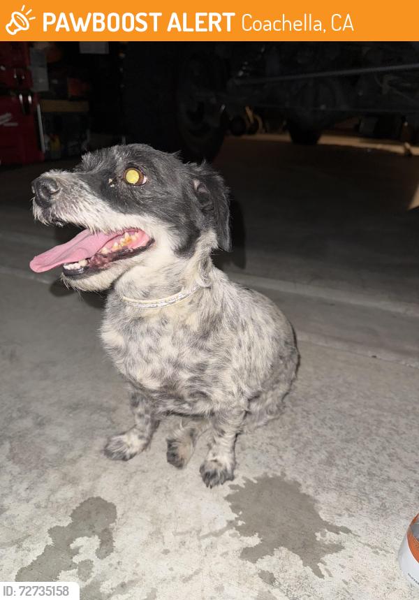 Found/Stray Female Dog last seen Near La Colonia , Coachella, CA 92236