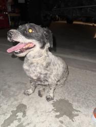 Found/Stray Female Dog last seen Near La Colonia , Coachella, CA 92236