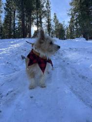 Lost Male Dog last seen Saticoy and hesperia , Los Angeles, CA 91335