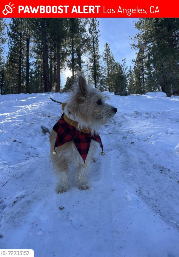 Lost Male Dog last seen Saticoy and hesperia , Los Angeles, CA 91335