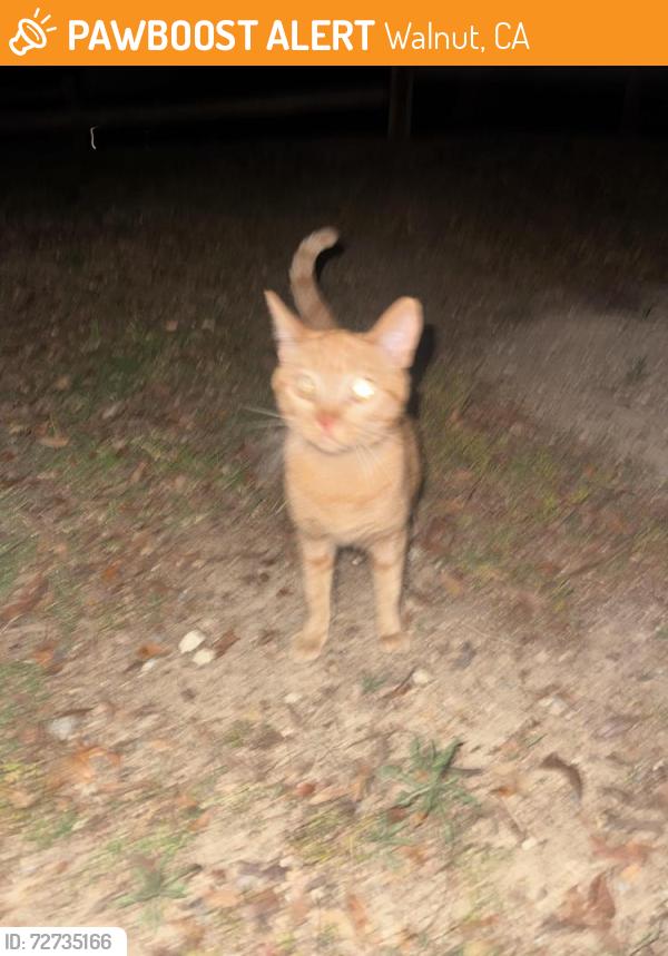 Found/Stray Female Cat last seen Snow creek park, water area closest to the bathrooms near bridge , Walnut, CA 91789