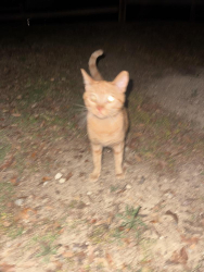 Found/Stray Female Cat last seen Snow creek park, water area closest to the bathrooms near bridge , Walnut, CA 91789
