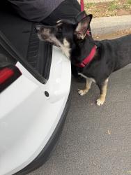 Found/Stray Male Dog last seen Utsa, San Antonio, TX 78249