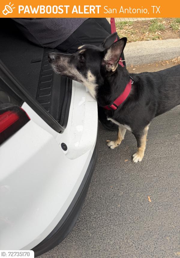 Found/Stray Male Dog last seen Utsa, San Antonio, TX 78249