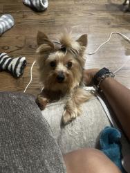 Lost Male Dog last seen Near s union , Chicago, IL 60620