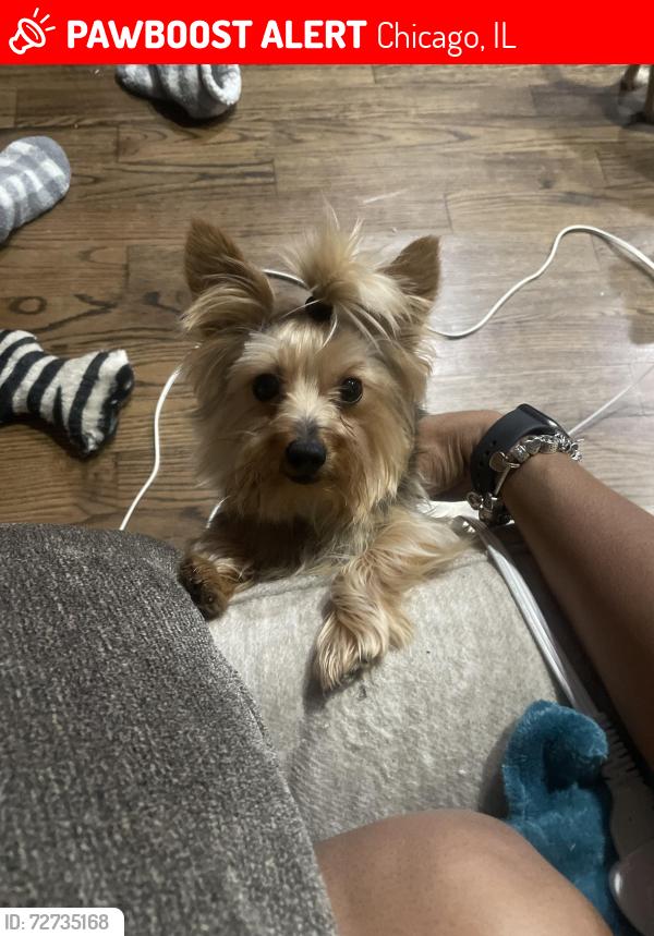 Lost Male Dog last seen Near s union , Chicago, IL 60620