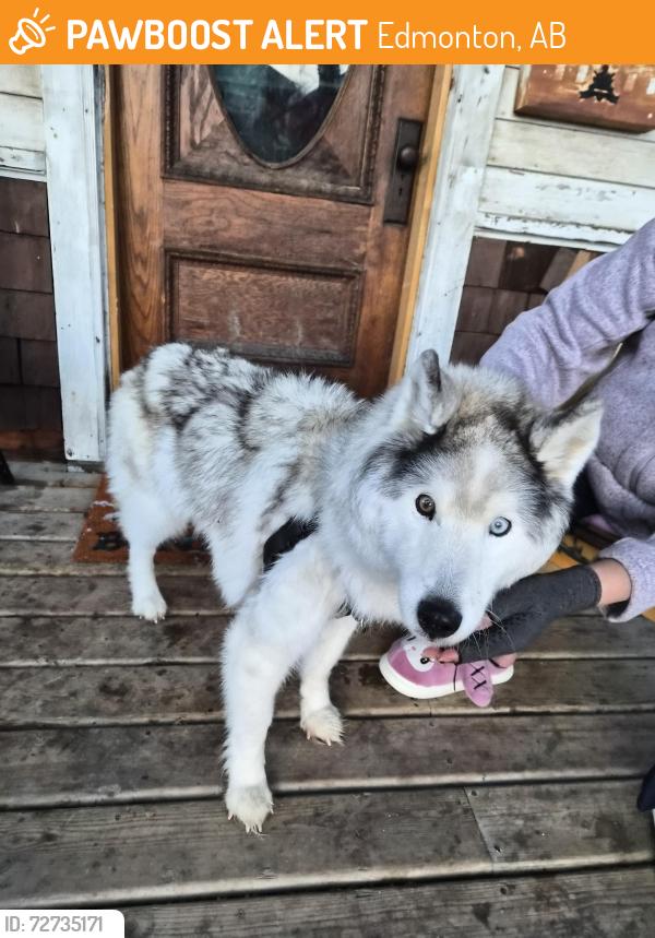 Found/Stray Female Dog last seen Near avenue 95a street, Edmonton, AB 
