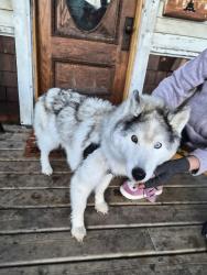 Found/Stray Female Dog last seen Near avenue 95a street, Edmonton, AB 