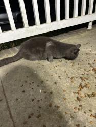 Found/Stray Male Cat last seen Alligator road, Ash, NC 28420